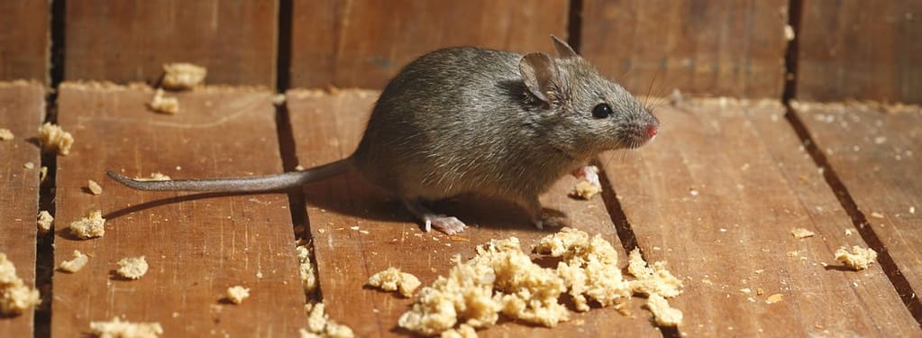 food particles in your kitchen attract mice