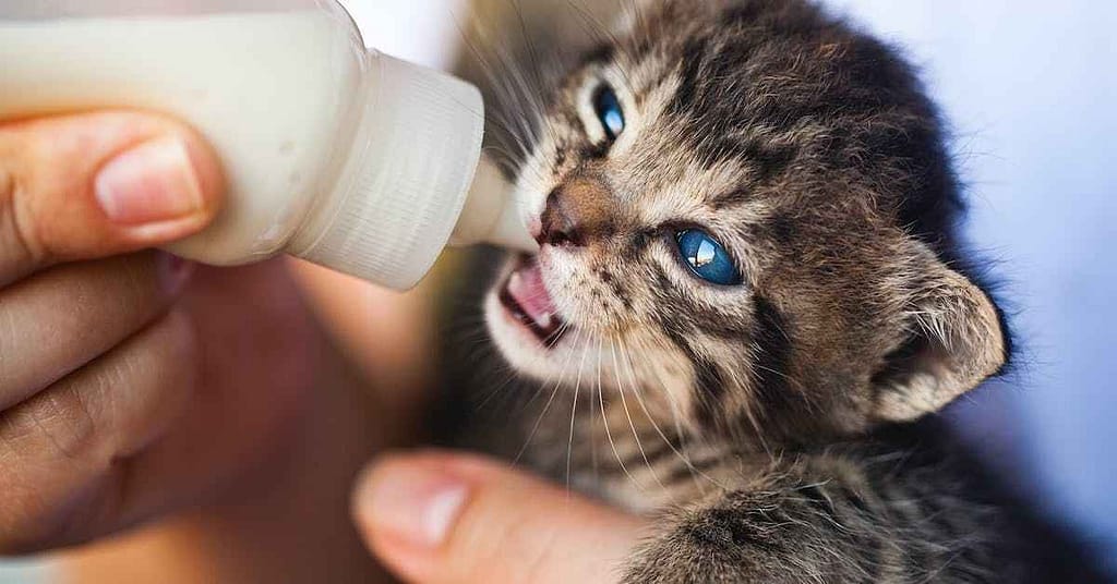 Caring for Newborn kittens without mother