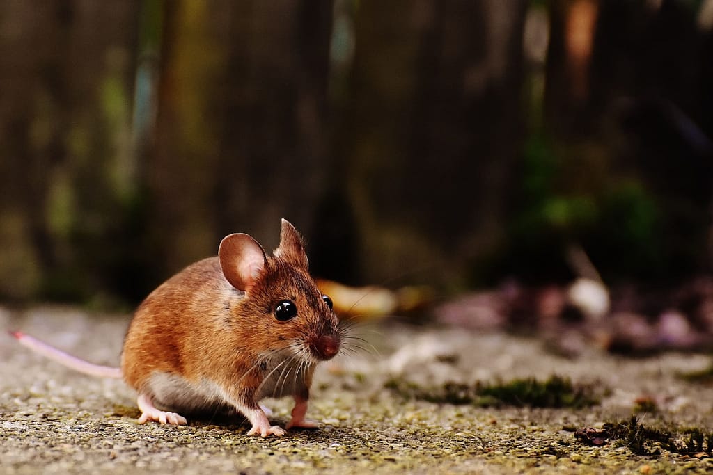 How to Get Rid of Mice Home Remedies