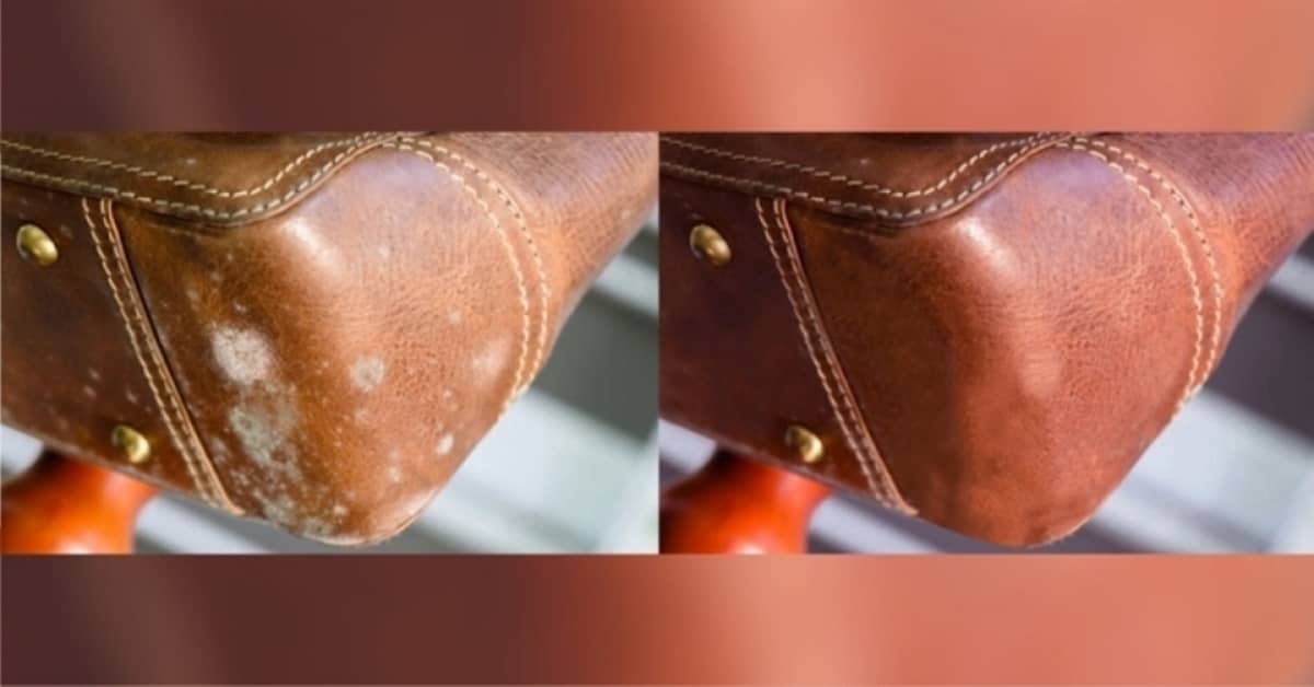 How to Clean Mold off Leather? DIY Guide to Remove Mold
