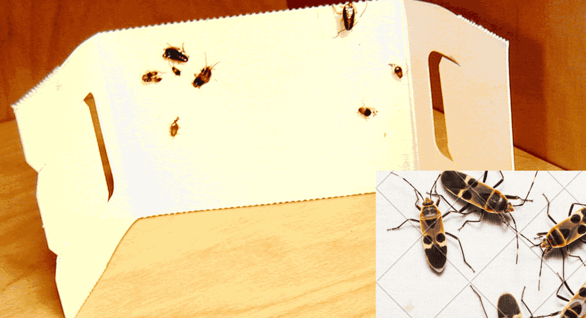 How to Use Glue Traps for Bed Bugs: DIY Home Remedy