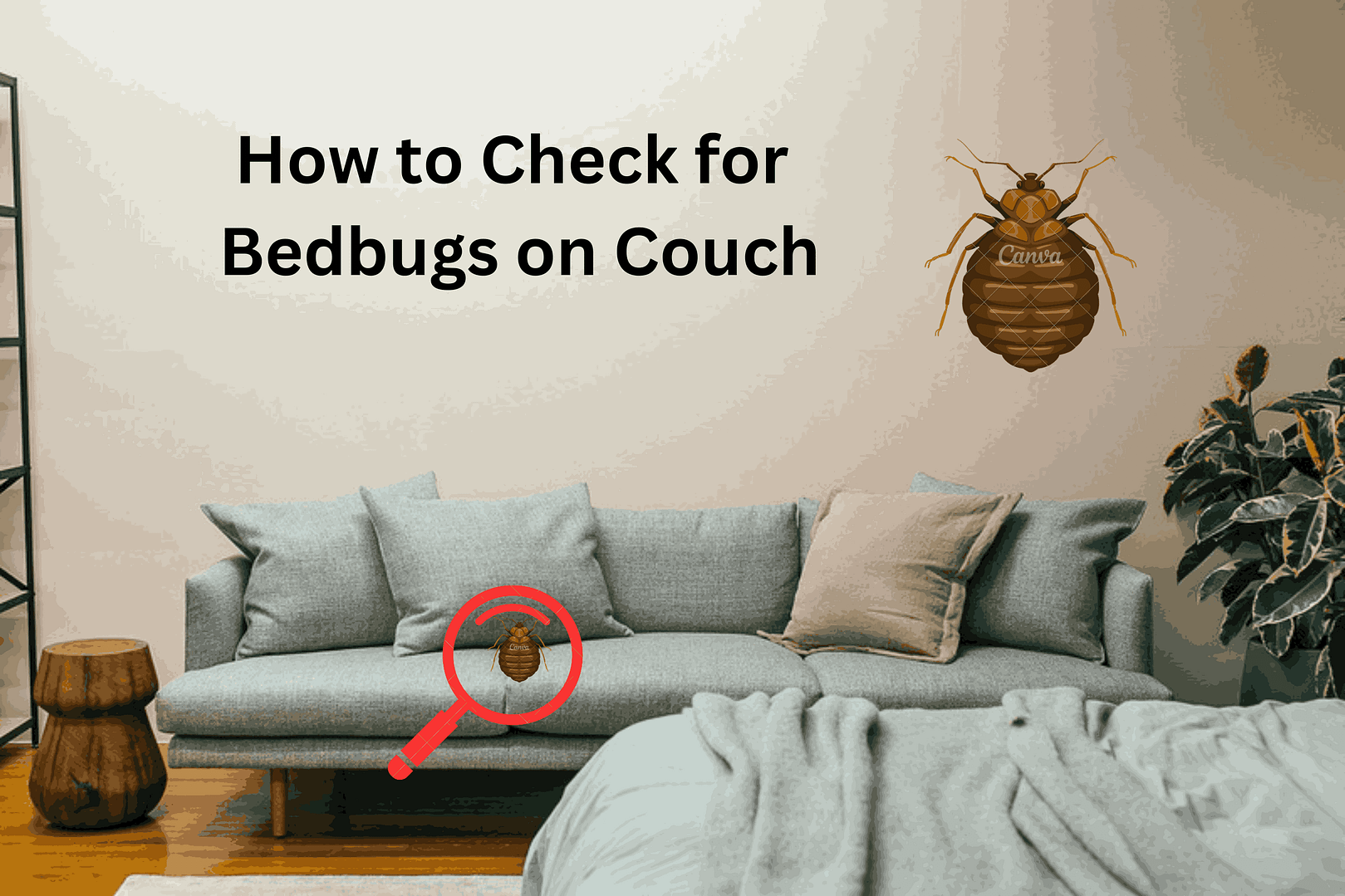 Couch How to Check for Bed Bugs: Tips to Check Couch for Bed Bugs