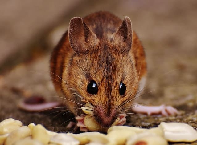 How to Get Rid of Mice Home Remedies